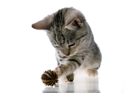 Ear Mites and Your Cat