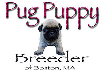 pug puppy breeder